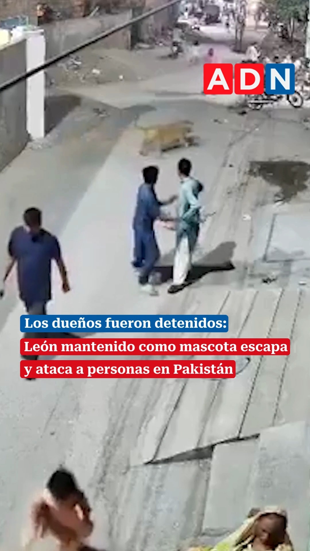 León suelto ataca a mujer en Pakistán